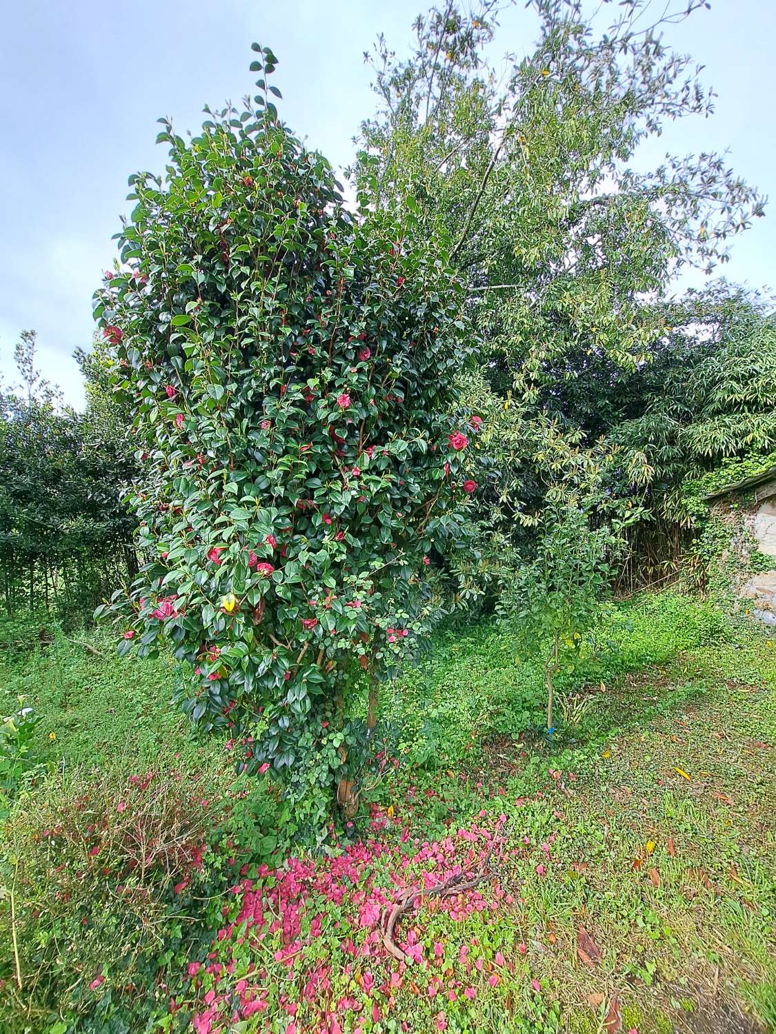 Vendiamo casa da ristrutturare.