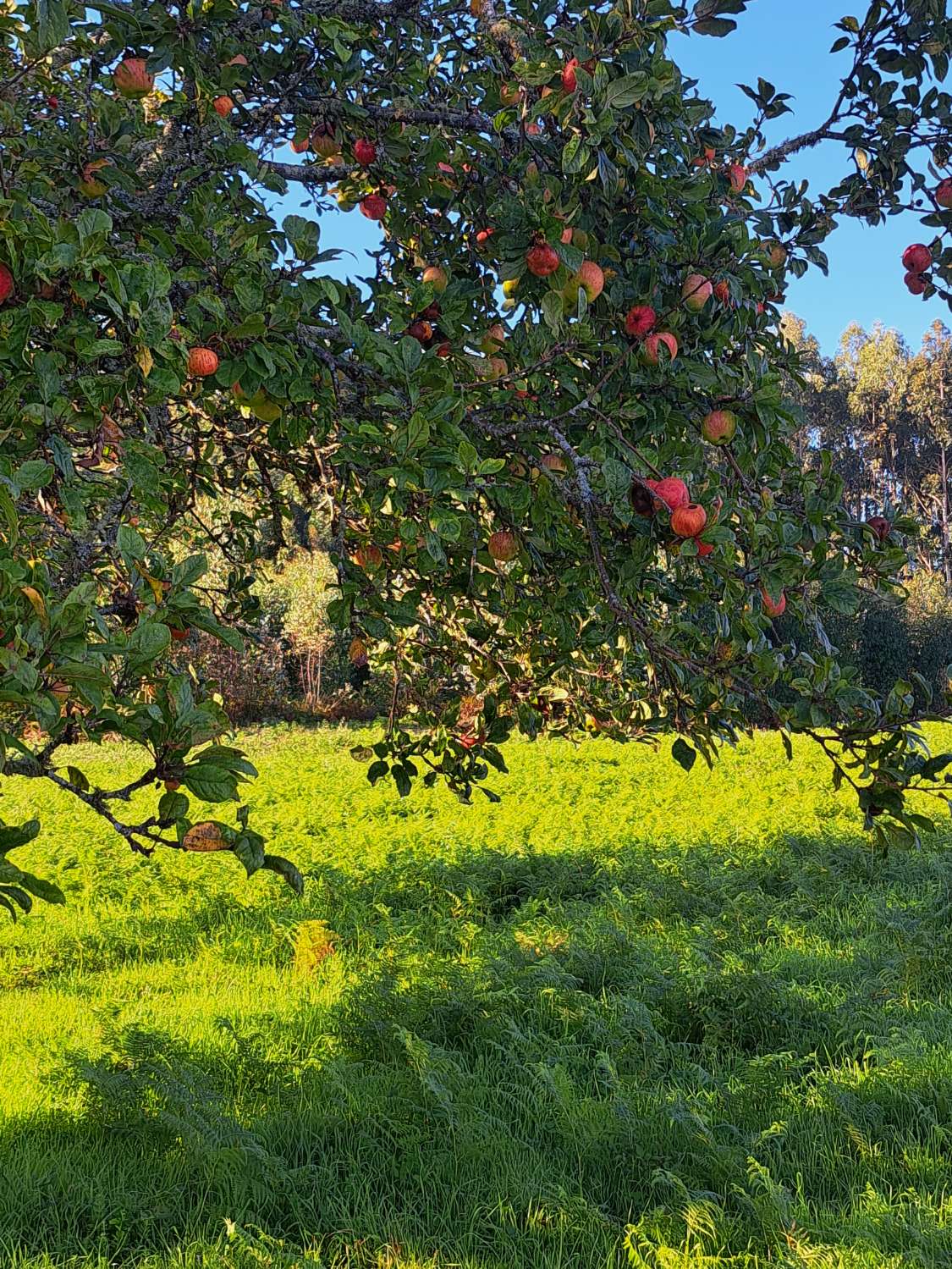 Etxea salgai in Paderne